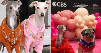 Viral Influencer Dog Tika The Iggy Dies At Age 14 After Surgery