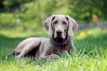 9 Best Dry Dog Foods for Weimaraners