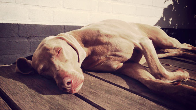 6 Natural Supplements To Help Your Weimaraner’s Itching & Allergies