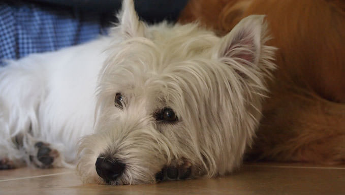 6 Natural Supplements To Help Your Westie’s Itching & Allergies