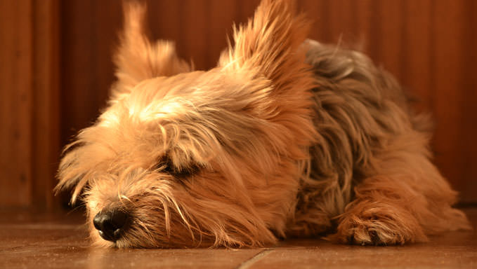 6 Natural Supplements To Help Your Yorkie’s Itching & Allergies