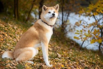 The Best Dehydrated Dog Foods for Akitas