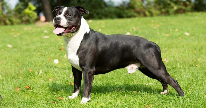 Is Your American Staffordshire Terrier a Picky Eater? Try This Simple Hack.