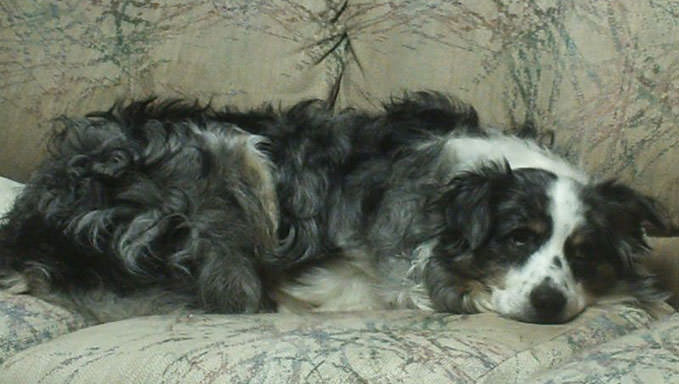 6 Natural Supplements To Help Your Australian Shepherd’s Itching & Allergies