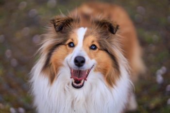 6 Best Ear Cleaners for Shelties