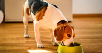 Is Your Beagle a Picky Eater? Try This Simple Hack.