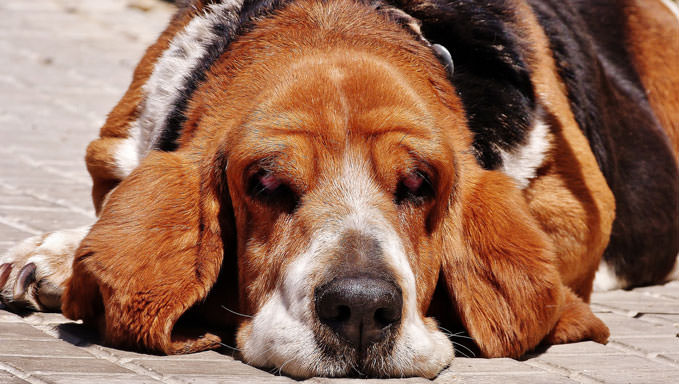 6 Natural Supplements To Help Your Beagle’s Itching & Allergies