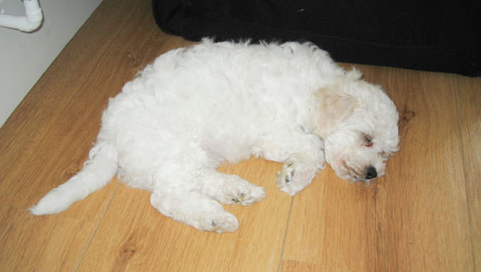 6 Natural Supplements To Help Your Bichon Frise’s Itching & Allergies