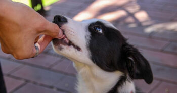 Is Your Border Collie a Picky Eater? Try This Simple Hack.