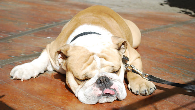 6 Natural Supplements To Help Your Bulldog’s Itching & Allergies