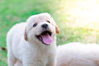 13 Dog Breeds Known For Comedic, Clownish Energy