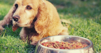 Is Your Cocker Spaniel a Picky Eater? Try This Simple Hack.