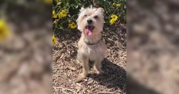 How Jesse McCartney’s Wife Knew He Was the Real Deal