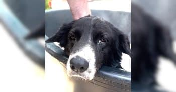 Desperate and Alone, Panda Finds a Miracle in Front of a Store
