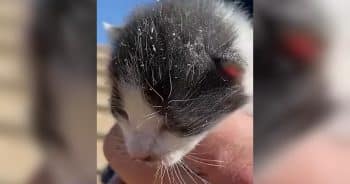 Hearing Faint Meows, This Family Did Whatever It Took to Help