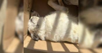 G.I. Joe’s Second Chance Shows the Power of Love and Rescue