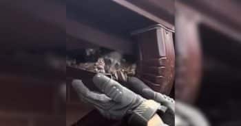 A Brave Raccoon Mom Found Help When She Needed It Most