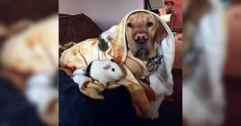 Dog Adopts Guinea Pig Habits and Steals the Show