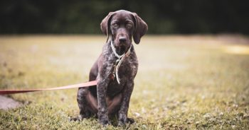 7 Things Every German Shorthaired Pointer Owner Should Know Before Bringing One Home