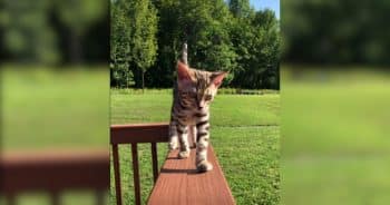 Bengal Cat Turns Her Dad’s Quiet Life Into One Big Adventure