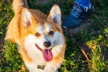 The Best Dehydrated Dog Foods for Corgis