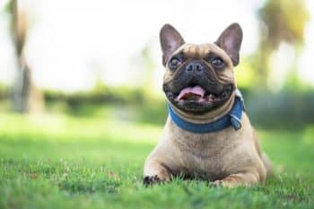 11 Best Raw Dog Food Brands for French Bulldogs