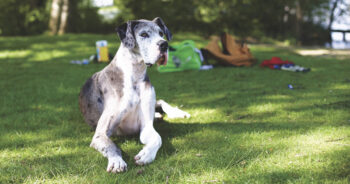 Is Your Great Dane a Picky Eater? Try This Simple Hack.