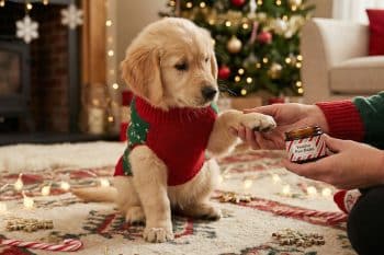 These Pawdicure Essentials Make Pups Prance Like Tiny Reindeer