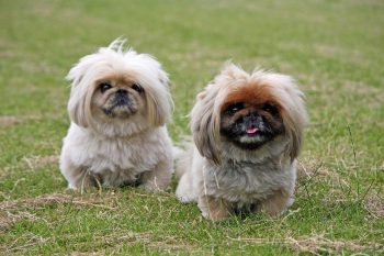 Best Puppy Dog Foods for Pekingese