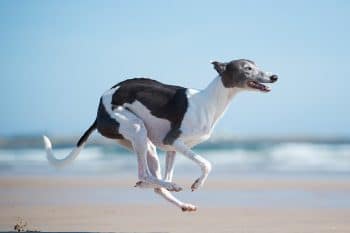 13 Sleek Dog Breeds With Graceful, Athletic Bodies