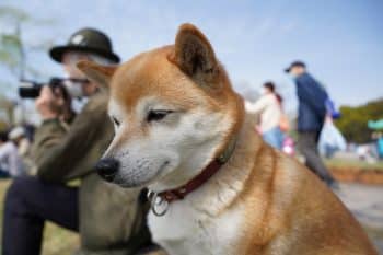 13 Dog Breeds That Act Like Total Drama Queens