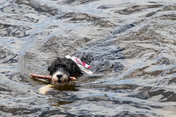 15 Dog Breeds That Love Water More Than Land