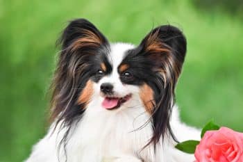 10 Best Raw Dog Food Brands for Papillons