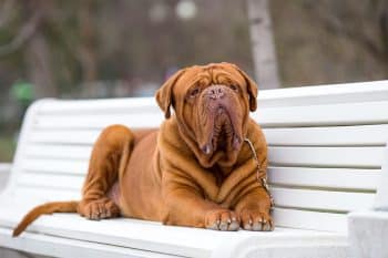 9 Best Dry Dog Foods for Dogue De Bordeaux