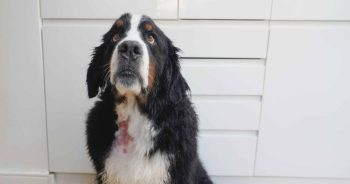 Protected: How To Spot And Treat A Hot Spot On Your Dog