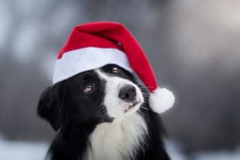 15 Best Dog Christmas Inflatable Yard Blow Up Decorations