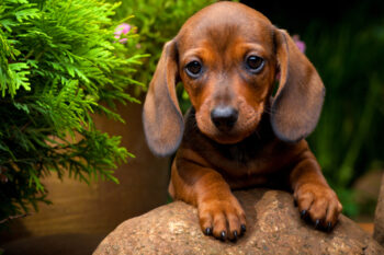 Ultimate Dachshund Puppy Shopping List: Checklist of 25 Must-Have Items