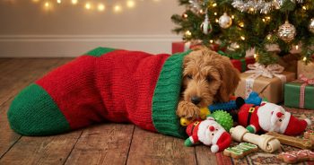 What Is The Best Dog Christmas Stocking? Here Are 9 Festive Favorites!