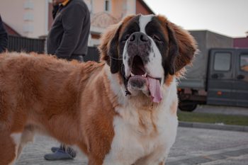 6 Best Ear Cleaners for St. Bernards