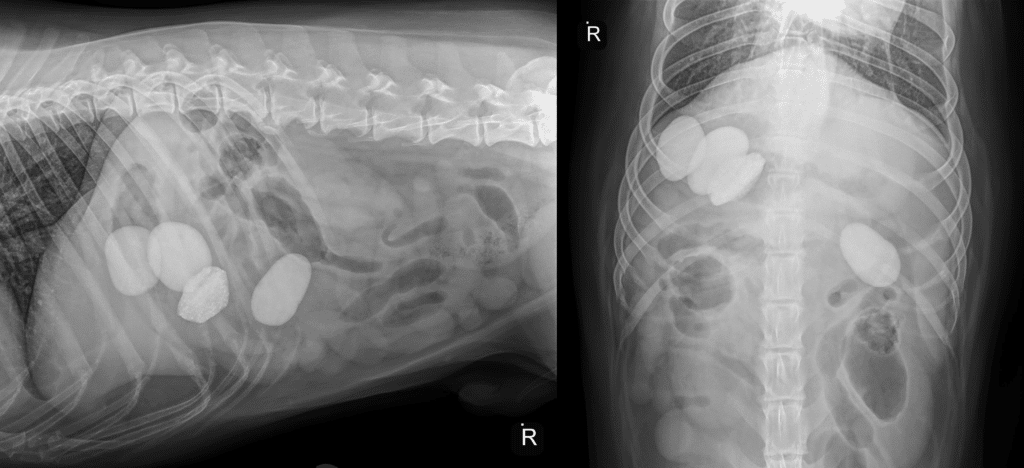 World Radiography Day: Honoring the Veterinary Radiologists Behind Every Diagnosis