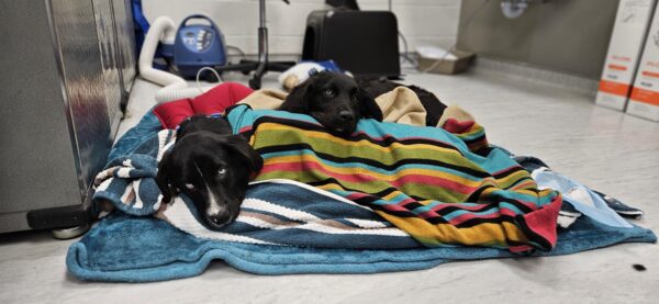 Ontario SPCA Sudbury Regional Veterinary Clinic marks 565 surgeries in first months of operation