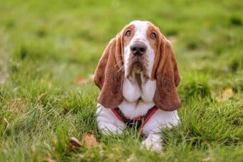 Flea & Tick Prevention for Basset Hounds: A Safe & Effective 4 Step Plan