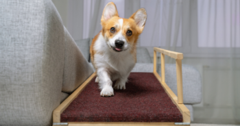 8 Best Dog Ramps To Benefit Your Pup’s Joints