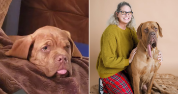 Dog Breaks World Record For The Longest Tongue, Measuring Nearly 8 Inches