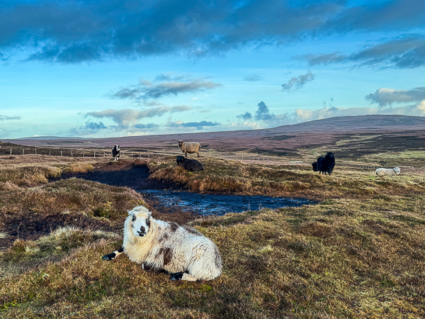 Flossie’s Turn Today