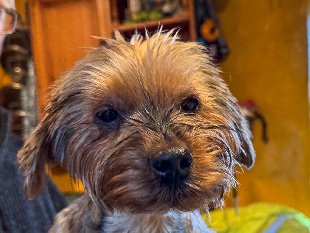 Veg Peelings for Ponies