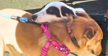 You Helped Sister Dogs Millie & Maya Hold Onto Hope (And Each Other)