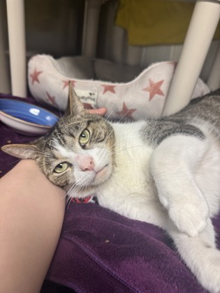 Vinny’s miraculous journey