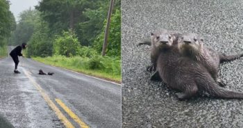 Woman Stopped Car To Rescue Three Baby Otters Stranded On Isolated Road