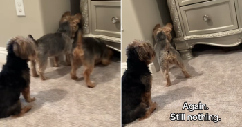 Yorkshire Terrier Family Launches Very Serious Mission to Retrieve a Lost Ball